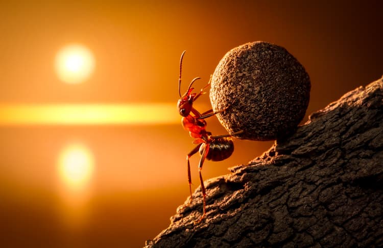 Ant health benefits