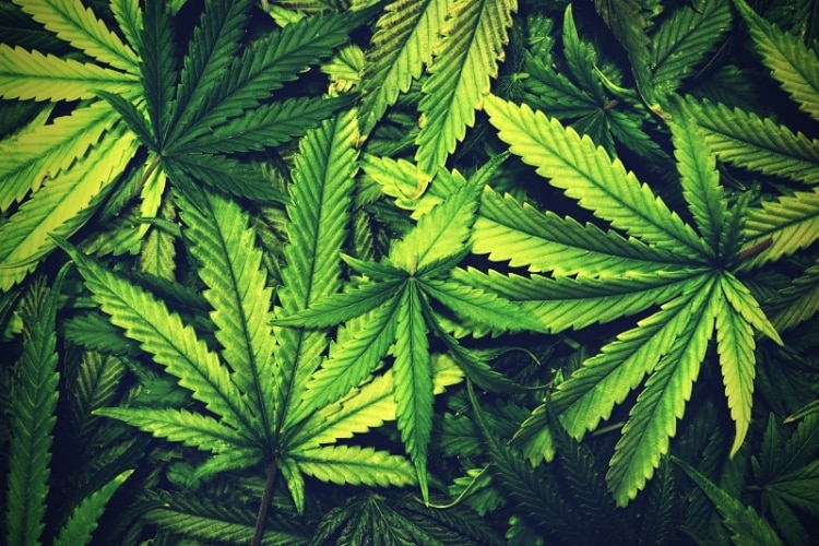 Cannabis Texture Marijuana Leaf Pile Background