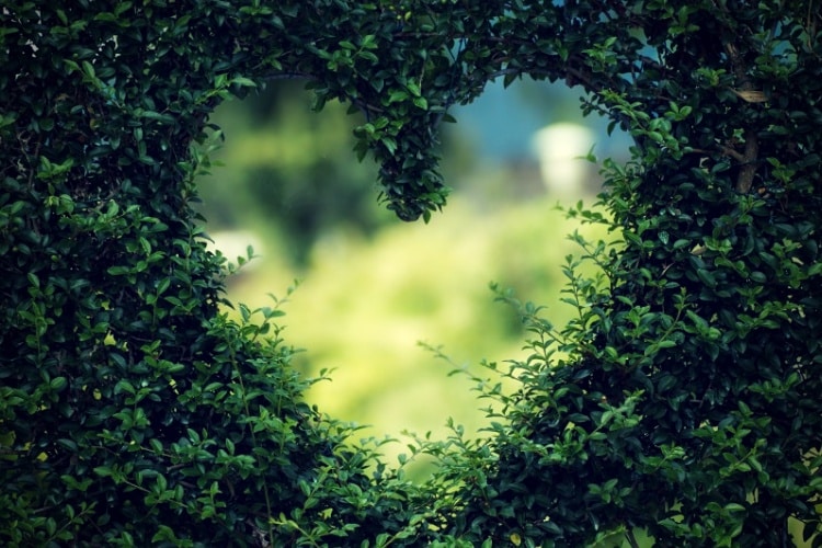 Closeup of tree against sky in heart shape