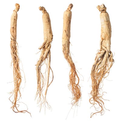 ginseng root illustration ginseng root illustration