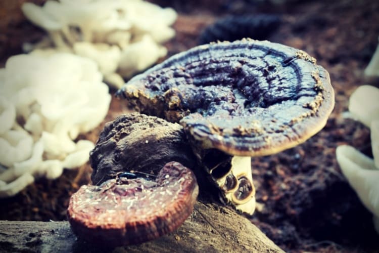 Fresh reishi mushroom for display Fresh reishi mushroom for display