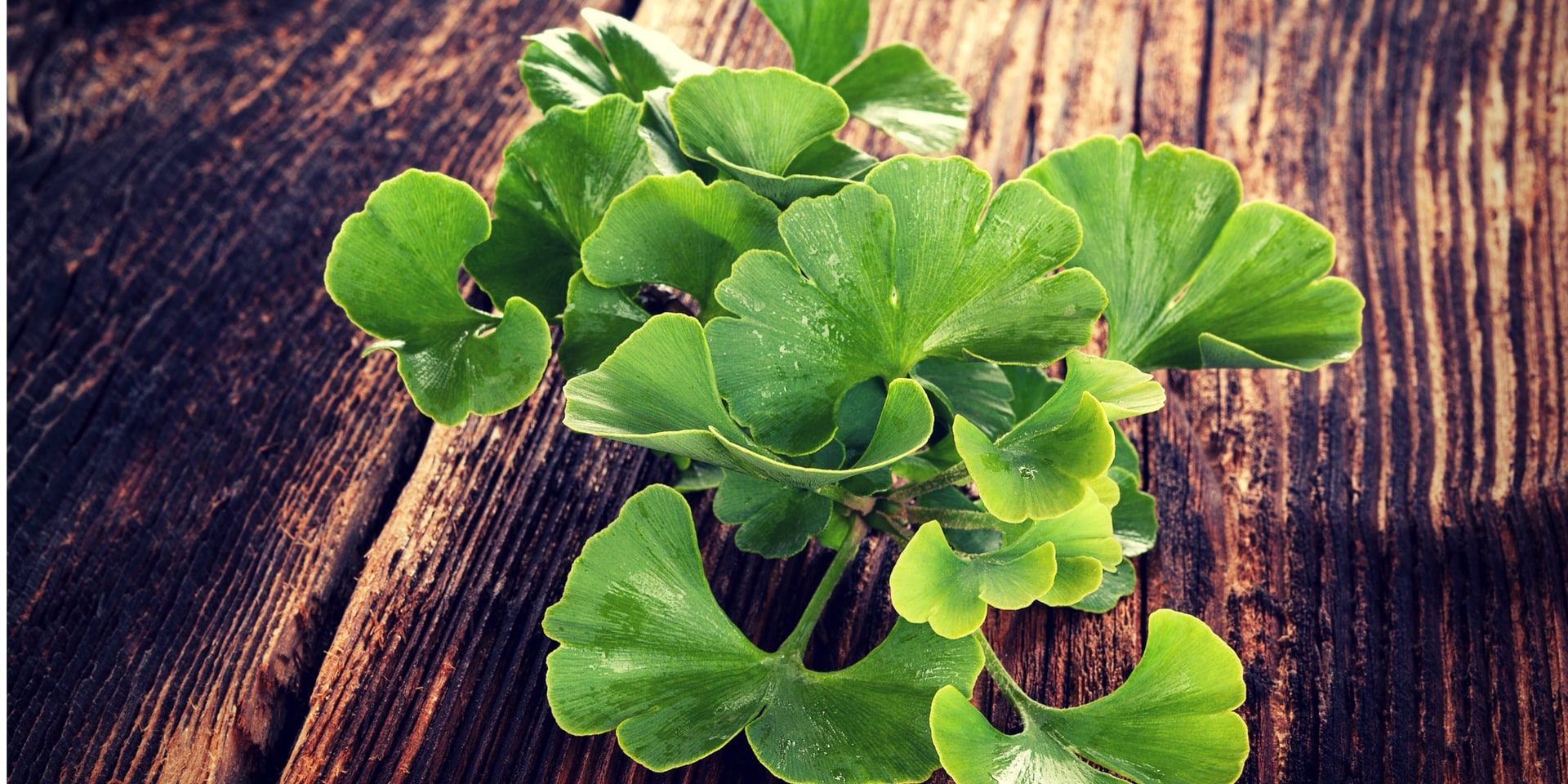 Ginkgo Biloba