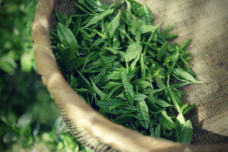 Green tea Green tea