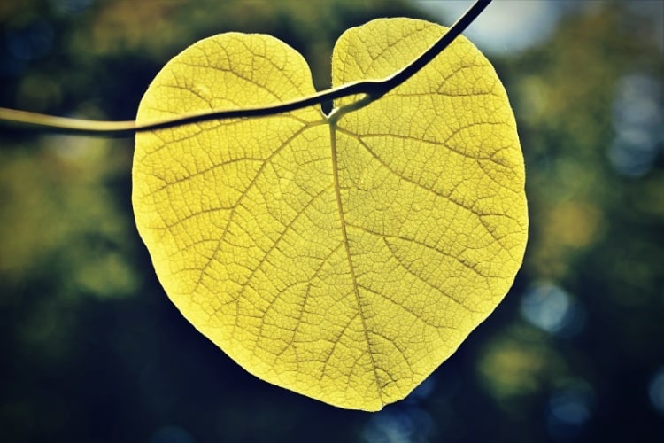 Heart shaped leaf