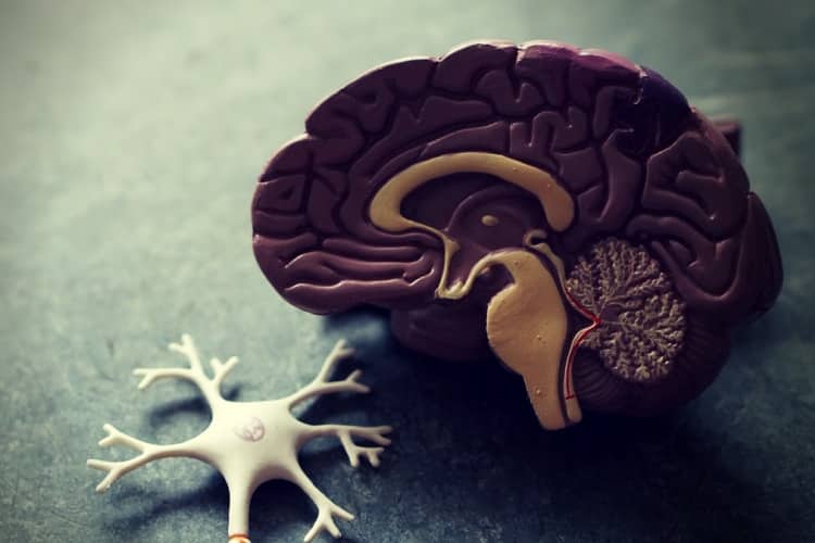 Human brain