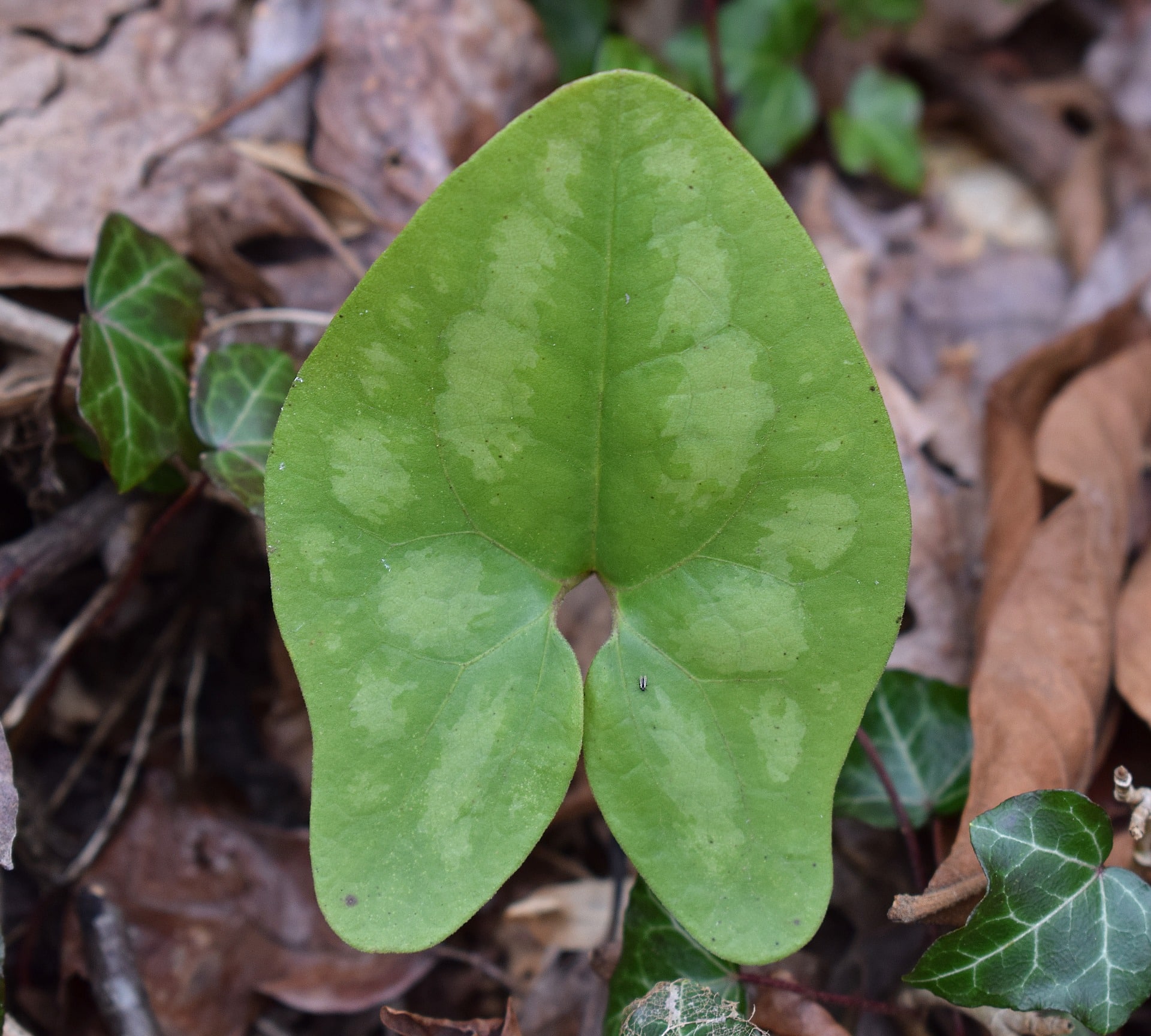 Leaf forest floor wild ginger
