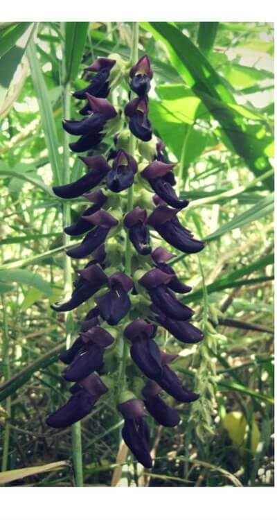 mucuna pruriens mucuna pruriens