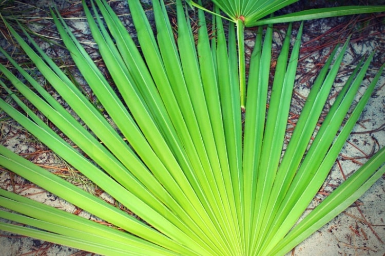 Saw Palmetto.. Saw Palmetto