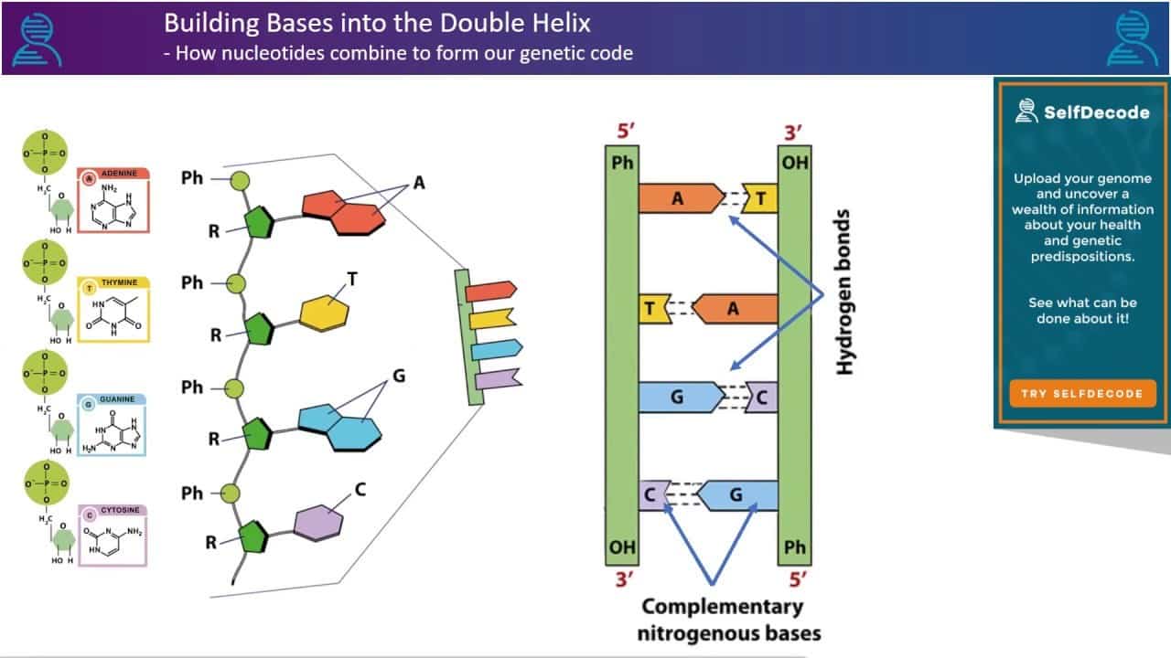 building bases into the double helix building bases into the double helix