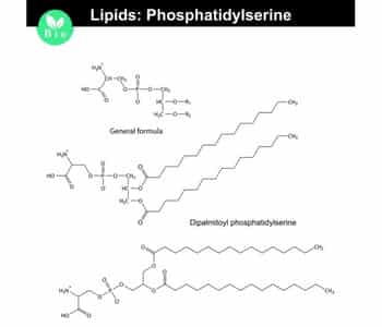 Phosphatidylserine structure Phosphatidylserine structure