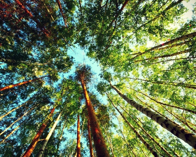 trees trees